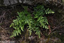 Image result for Asplenium adiantum-nigrum