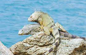 Pin On Animal Photo Amazing