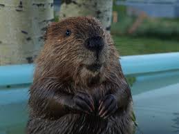 Little Beaver Swim 2 Beaver Animals Deviantart