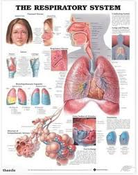 Respiratory System Anatomical Chart Company New Free Shipping