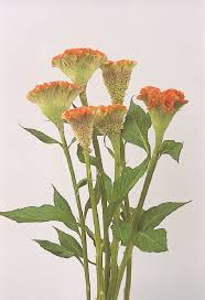Celosia Crystal Beauty Flower Seeds Floral Flowers