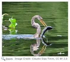 Examples of anhinga in a sentence. Anhinga Anhinga Anhinga Natureworks