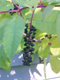 Image result for Phytolaccaceae