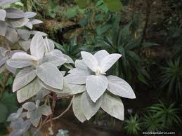 Image result for Barleria albostellata