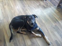 Wie halte ich einen rottweiler? Tieranzeigen Rottweiler Kleinanzeigen