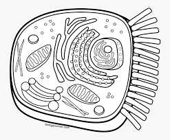 Check spelling or type a new query. Animal Cell Coloring Page Animal Cell Drawing Black And White Free Transparent Clipart Clipartkey