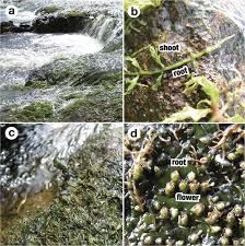 Image result for Podostemaceae