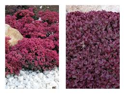Mooie combinatie van een compacte. Sedum Sunsparkler Series Garden Housecalls