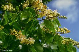 Image result for Hymenaea