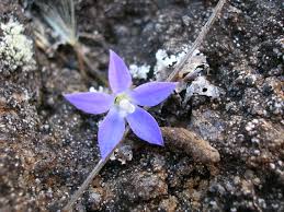 Wahlenbergia gracilis) record a sighting; File Starr 050817 3868 Wahlenbergia Gracilis Jpg Wikimedia Commons