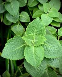 Image result for Coleus amboinicus