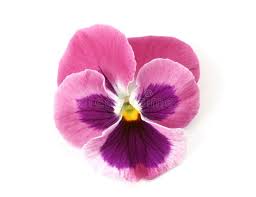 Design Elements Pink Pansy Isolated Pansy Flower Head Viola X Wittrockiana Sponsored Pansy Isolated Pink Pansies Flowers Pansies Japanese Flowers