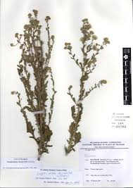 Image result for Pseudoconyza viscosa