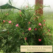 Image result for Ipomoea quamoclit