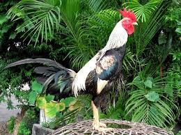 Cara Merawat Ayam Bangkok Aduan Untuk Persiapan Adu Tarung Ayam Juara Ayam Bangkok Binatang