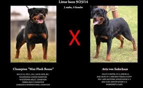 We did not find results for: Rottweiler Puppies For Sale In Salisbury North Carolina Classified Americanlisted Com
