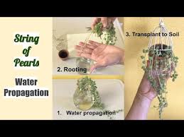 Prepare the container and soil for propagation. String Of Pearls Water Propagation Senecio Rowleyanus Youtube