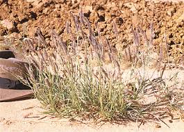 Image result for Cenchrus macrourus