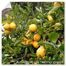 Citronnier Des 4 Saisons Arbre Fruitier Agrumes Citronnier