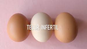 Sebagian besar telur yang anda beli adalah telur yang tidak dibuahi. Telur Infertil Dan Polemiknya Di Masa Pandemi