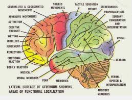 Cognition And Info Processing By Mickey 56120700204 Week 3 Brain Function And Measurement Ph D Motoharu Takao Human Brain Parts Human Brain Brain Pictures