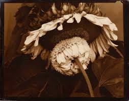 Thalia.de has been visited by 100k+ users in the past month Sunflower Edward Steichen Google Arts Culture