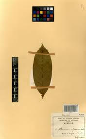 Image result for Phyllocosmus