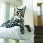 Tabby cat - Wikipedia