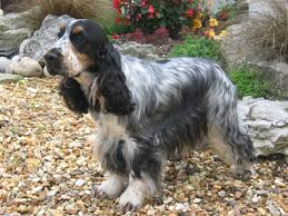 By the late 17th century, spaniels had been specialized into water and land breeds. Cocker Spaniel Breed Profile Australian Dog Lover