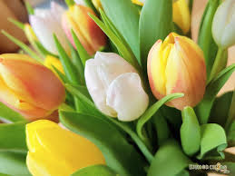 Fingerspiele sind im kindergarten sehr beliebt. Fingerspiel Fur Die Kleinsten Im Fruhling Funf Tulpen Bluhen