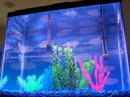 How To Add Fish To A New Tank Fish Tank Aquarium Fish Fish Tank Bed