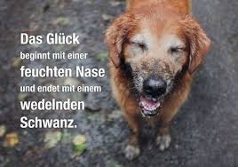 Sammlung sprüche mit bis zu 59. 180 Hunde Spruche Ideen In 2021 Hunde Hund Zitat Hundespruche