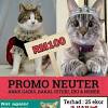 Tanaman kumis kucing dalam bahasa lain disebut cat's whiskers, java tea, atau orthosiphon aristatus. 1