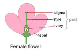 When a flower has all the four floral parts, it is called a complete flower. Name The Female Part Of The Flower Name Its Part And Class 12 Biology Cbse