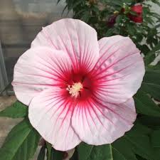 Image result for Hibiscus Red 2015 Vito