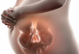 Twin Pregnancy Week 27 Symptoms Fetal Development Body Changes