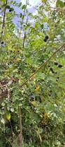 Image result for Phyllanthus boehmii