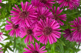 Image result for Asters `Jenny