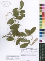 Image result for Antidesma membranaceum