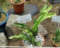 Image result for Searsia kirkii