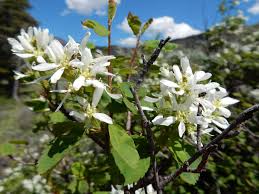 Image result for Amelanchier alnifolia