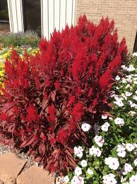 Celosia Dragon S Breath In October Dragon Garden Dragons Breath Plant Plants