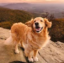 A Face Of Pure Happiness Camping With Dogs Samanthabrookephoto Cute Dogs Funny Animals Dog Memes