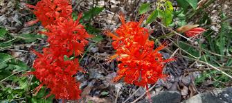 Image result for Nerine gaberonensis