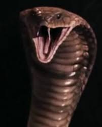 Free for commercial use no attribution required high quality images. Cobra Harry Potter Wiki Fandom