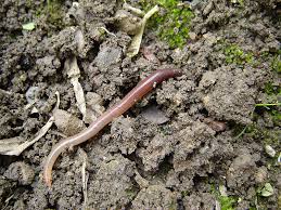 Why Do Earthworms Come Out After Rain Kiwi Conservation Club