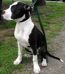 Tricks worth showing off · beginner & advanced · easy to follow steps Updated Pitbull Puppy Blaze Was Abandoned By His Owners Westhampton Ny Patch