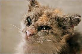 Tak dak cara untuk merawat fungus adalah dengan kombinasi cream, spray fungus, makan ubat dan shampu. Facebook