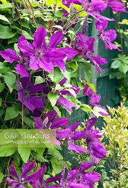 Maybe you would like to learn more about one of these? Clematis Royal Velv Stock Photo By Ron Evans Image 0149450