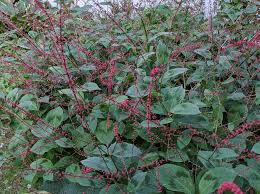 Image result for Persicaria